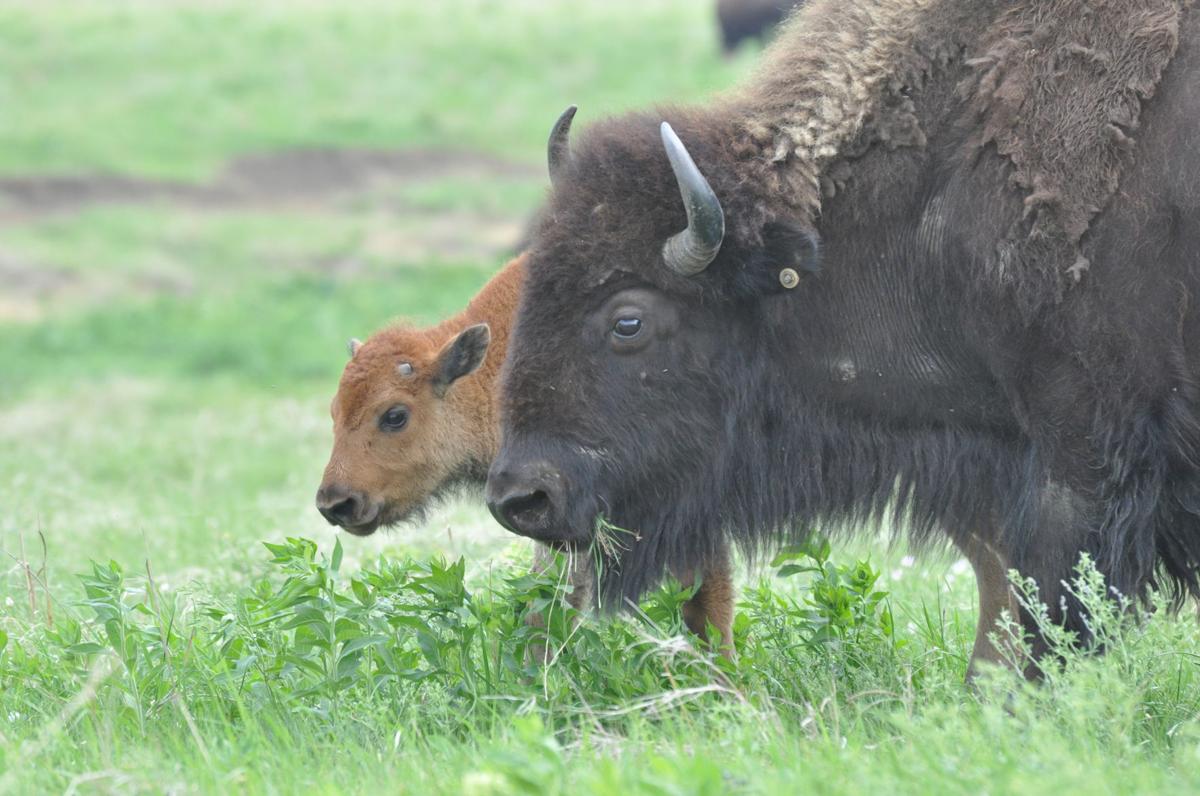 Bison Oklahoma's State animal News