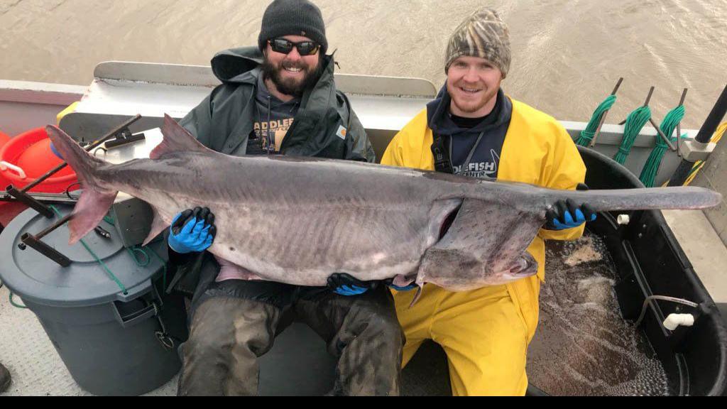 Kelly Bostian Keystone Lake May Be State S Next Trophy Paddlefish