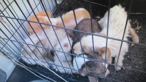 Reward offered for information about Logan County box of puppies
