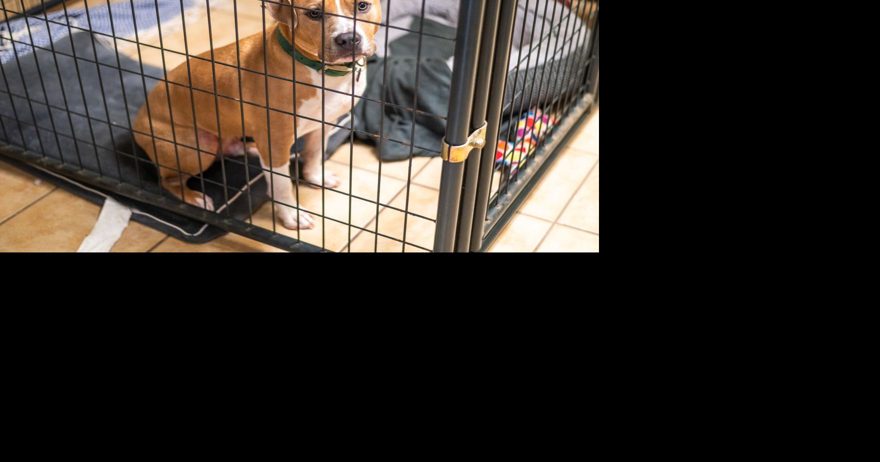 Sterilization is 'only way' to fix Tulsa animal overpopulation problem, advocates say