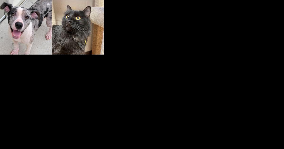 Pawsitively adorable: Meet 38 adoptable dogs and cats looking for love in the Tulsa area - Vimarsana News