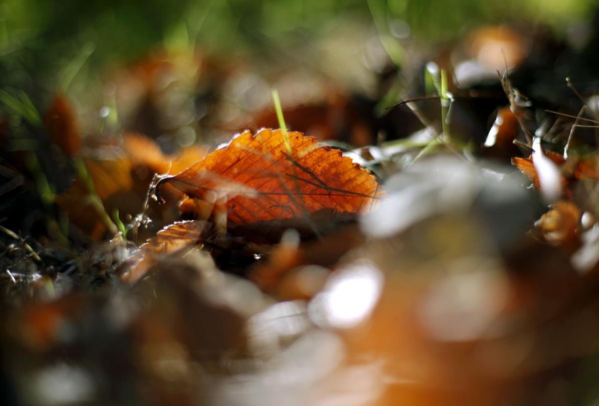 Best Eastern Oklahoma fall foliage drives and destinations Slideshows