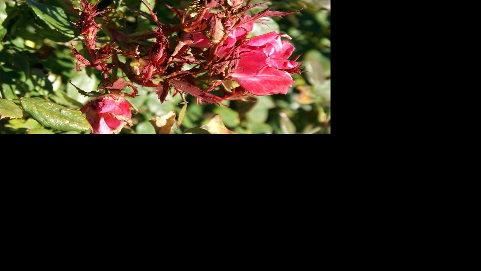 Master Gardener: Figuring out the dreaded rose rosette disease | Household & Backyard