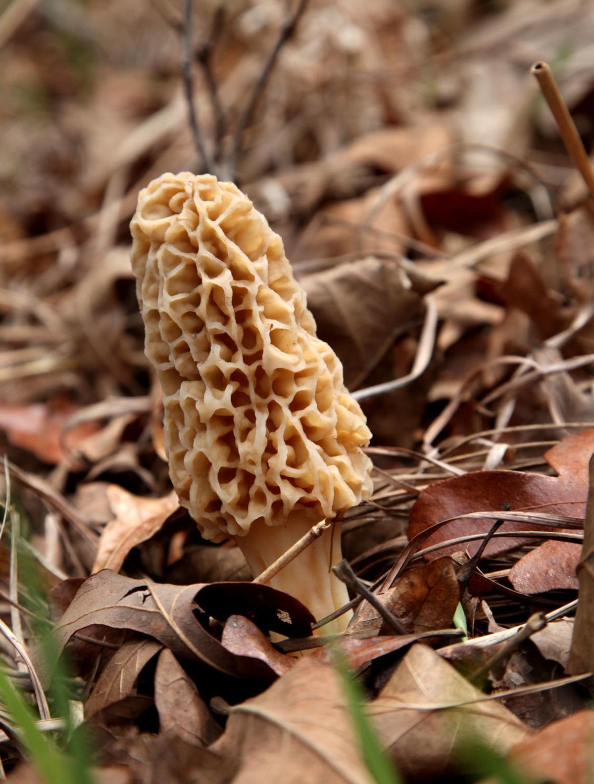 Morel mushrooms are in season, and it's a good one Outdoorshomepage2