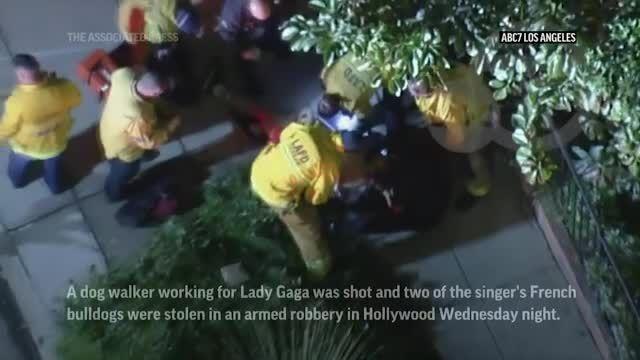 Lady Gaga S Dogwalker Shot Dogs Stolen National News Tulsaworld Com Lady gaga's dog walker critically injured, bulldogs stolen in hollywood. lady gaga s dogwalker shot dogs stolen