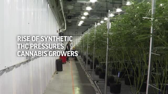 tulsaworld.com - Steve Metzer Tulsa World - OMMA council calls for action on 'rogue' THC products made from hemp