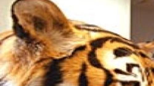 Black Market Animal Trade Wanted Dead More Than Alive Archive