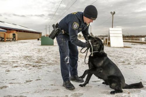 newsok classified dogs