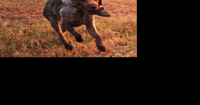 Gov. Noem did not learn from dog-killing mistake: Opinion - Vimarsana News