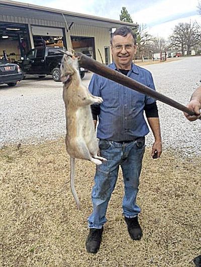 pack rat animal size