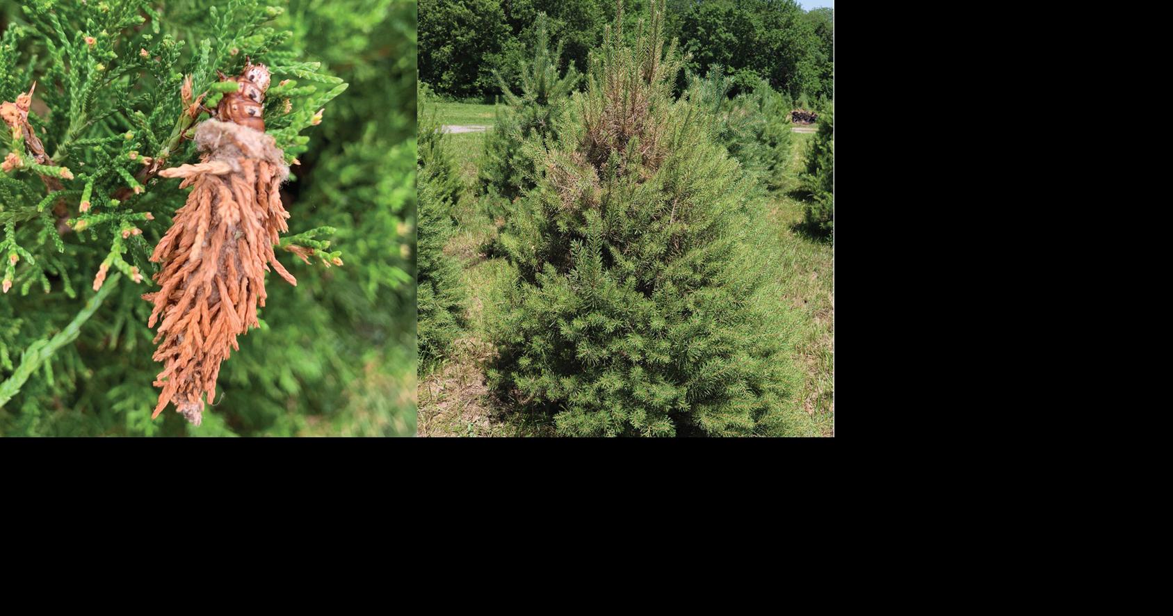 Master Gardener: A closer look at bagworms and tips to save your trees from damage