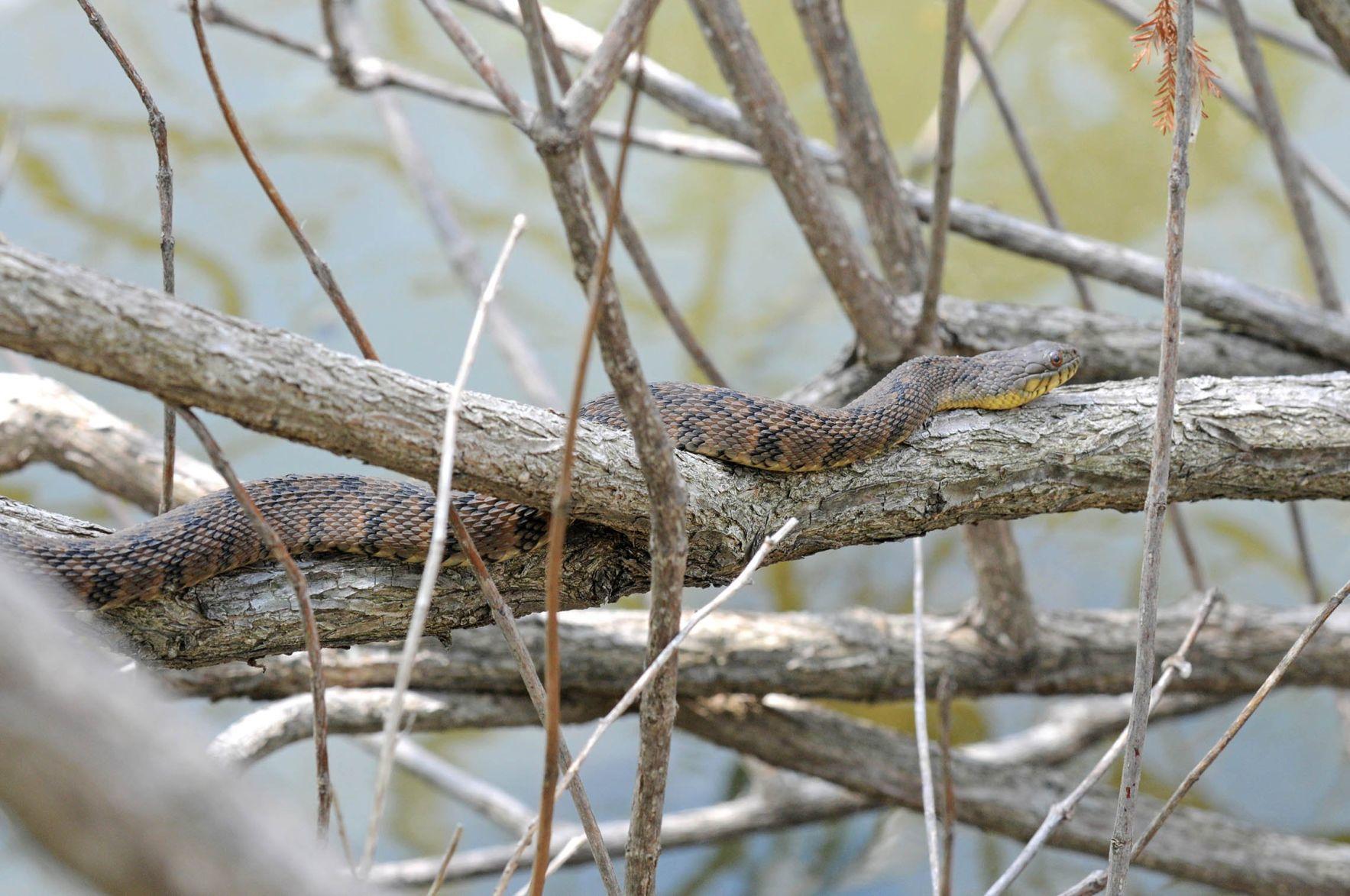 Watersnake or cottonmouth? Know the difference before going outdoors