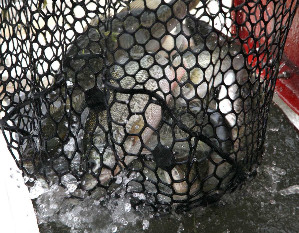 Making Grand Grander Wildlife Department Stocks Mature Florida