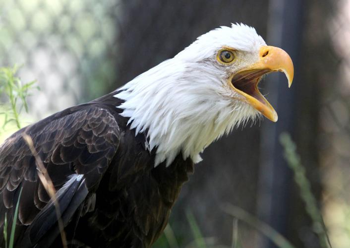 40 Birds of Prey Found in the USA! (2023) - Bird Watching HQ