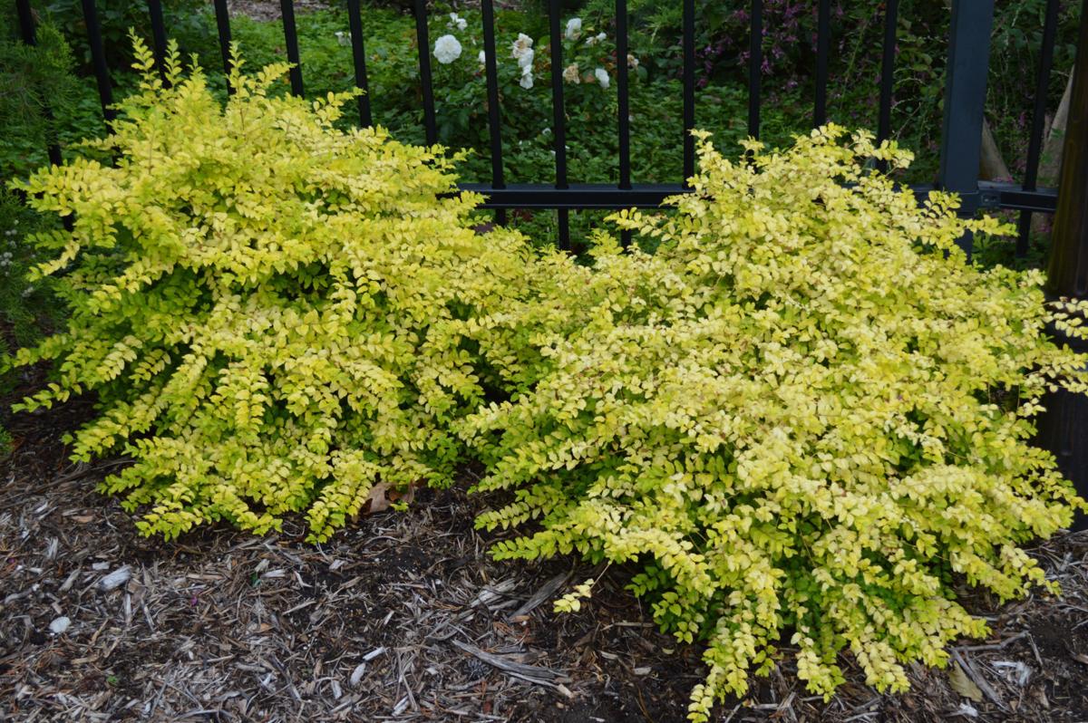 Barry Fugatt: Every garden needs these new shrubs | Garden Advice | tulsaworld.com