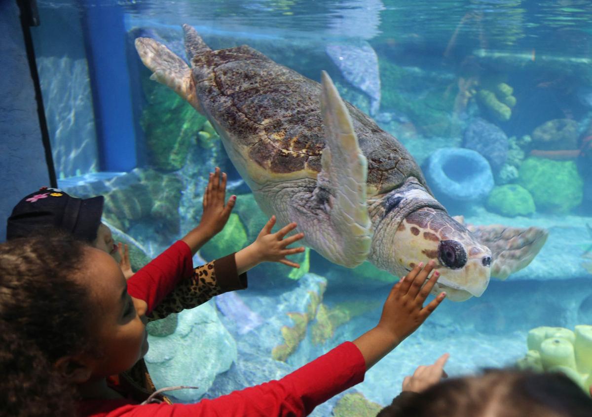 Oklahoma Aquarium unveils its highly anticipated Sea Turtle Island