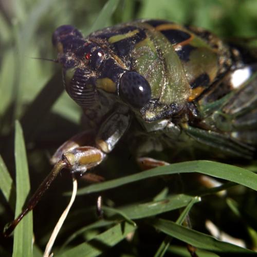 2024 cicada double brood to have little impact on Oklahoma