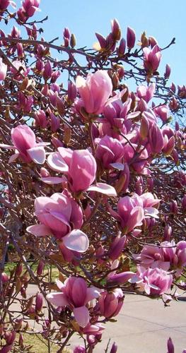 Saucer Magnolia often mistaken for tulip tree