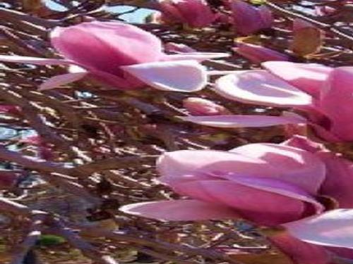 Magnolia Magnolia Trees Beautiful Flowers Planting Flowers