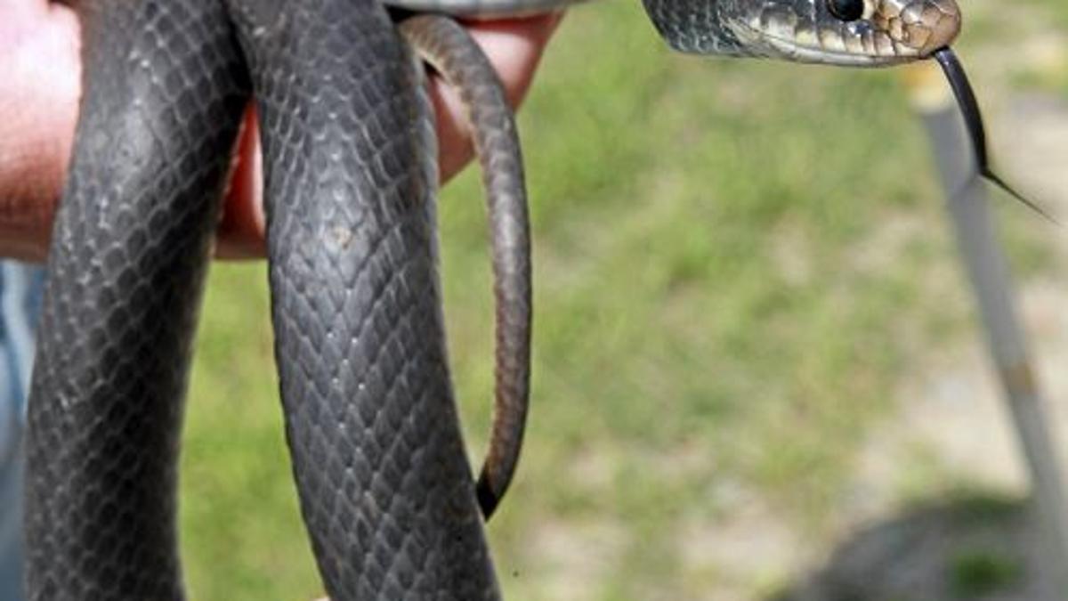 black racer snakes generally lightning