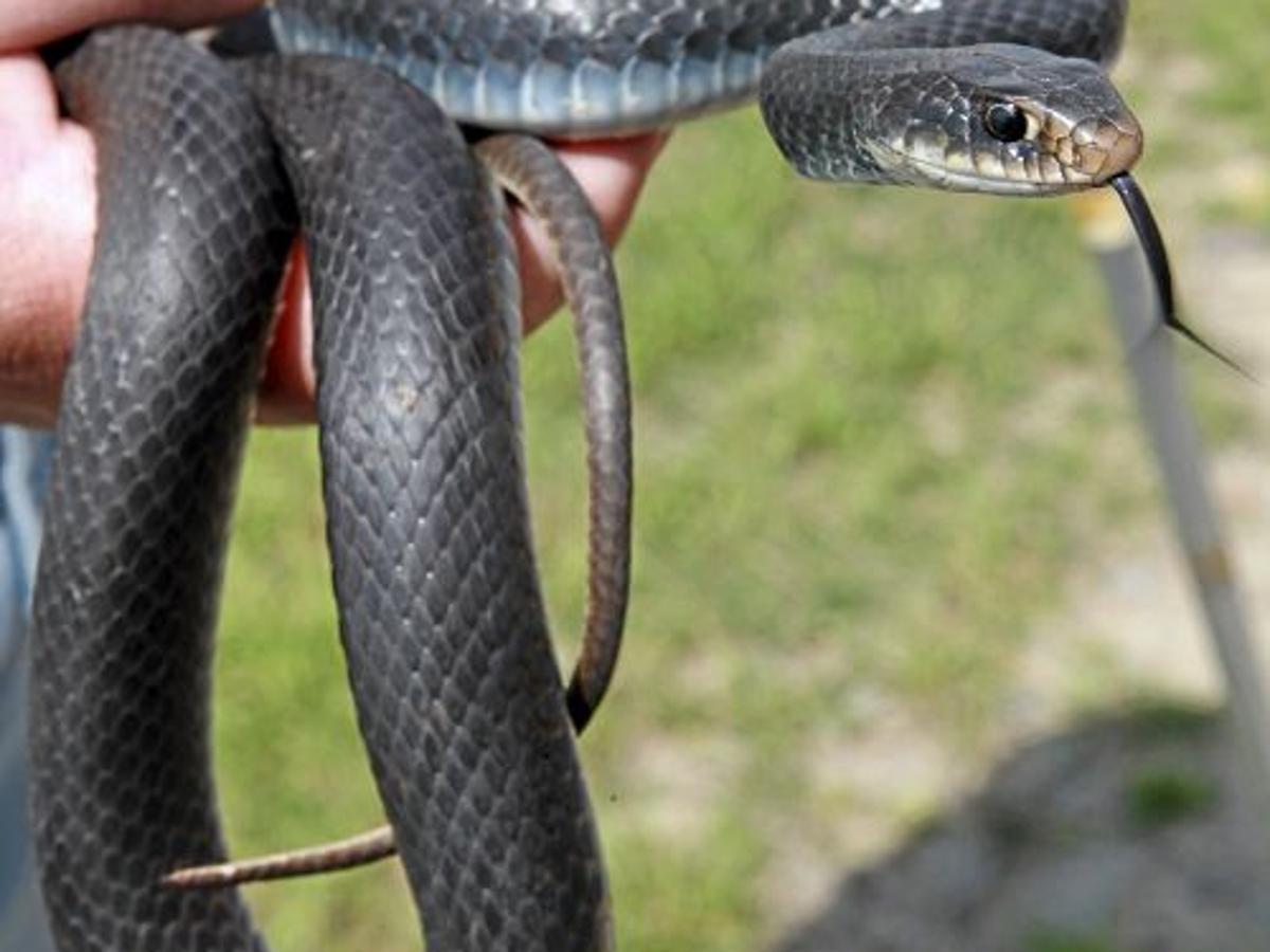 World Around You Black Racer Snakes Generally Lightning Fast And Territorial Sports News Tulsaworld Com