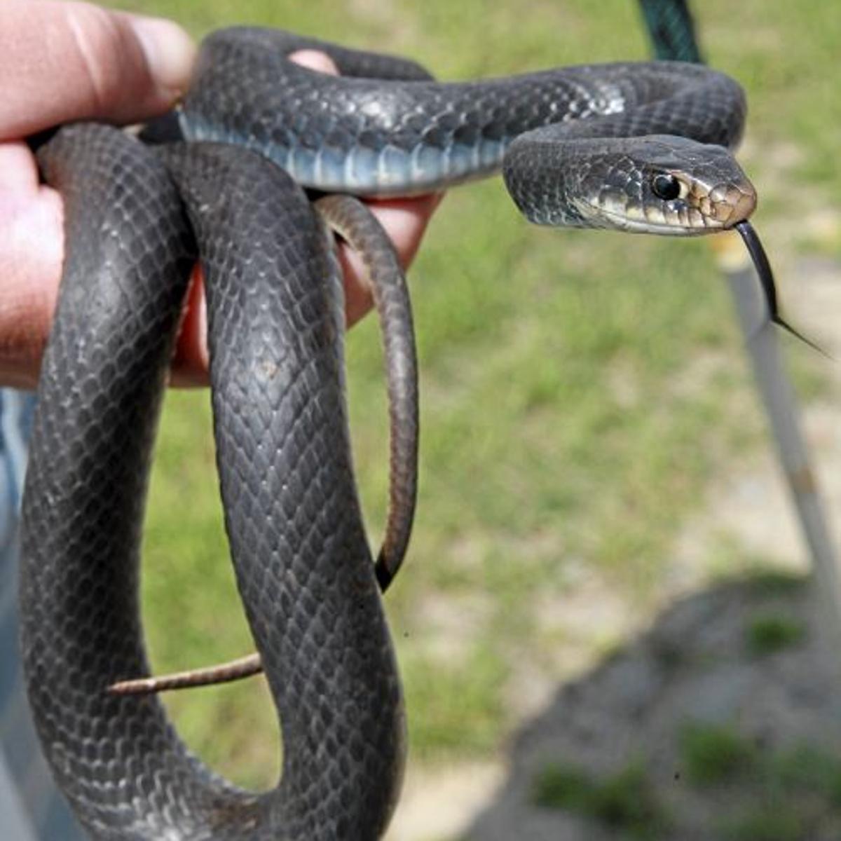 World Around You Black Racer Snakes Generally Lightning Fast And Territorial Sports News Tulsaworld Com