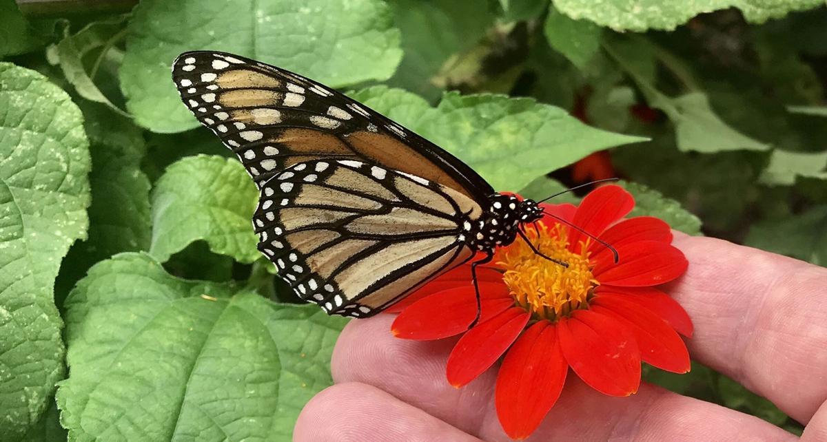 Mid Summer Monarchs On The Move Throughout Oklahoma Local News Tulsaworld Com