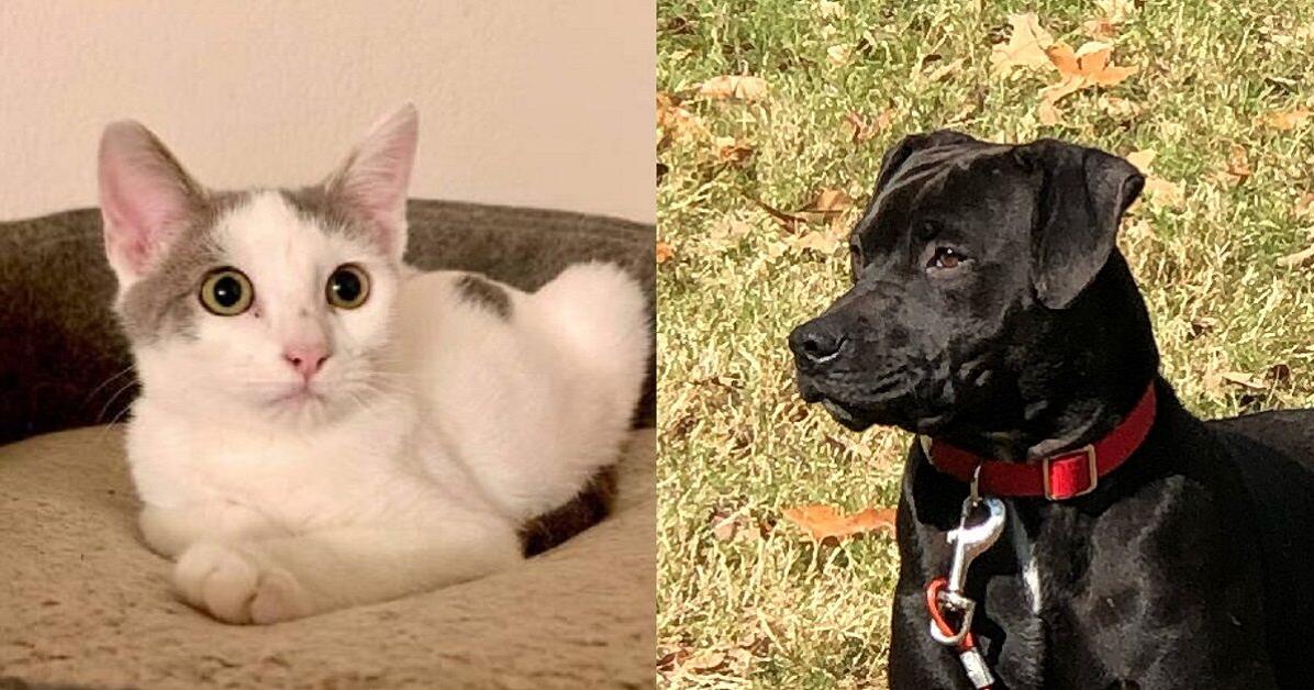 Meet 57 adoptable dogs and cats looking for love in the Tulsa area