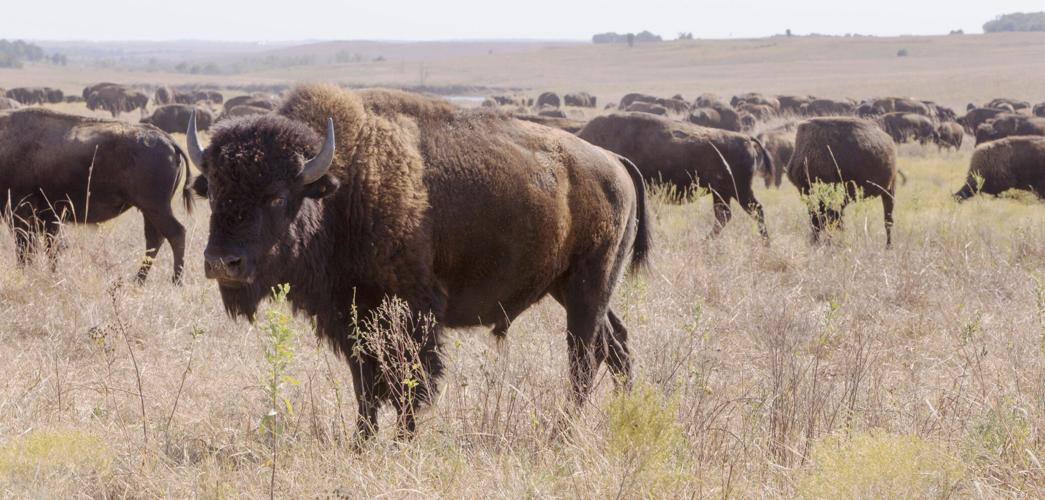 Tallgrass Prairie Preserve: 30 years since return of bison