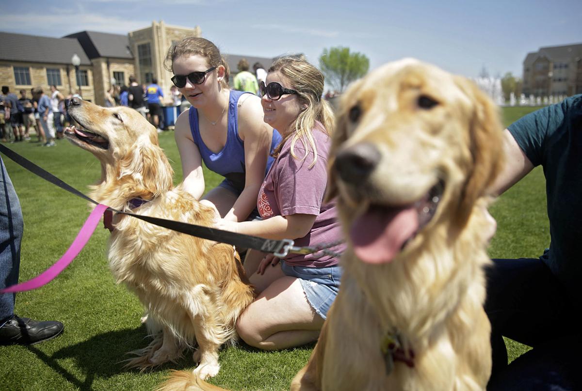 Weather And Dogs Tulsaworld Com