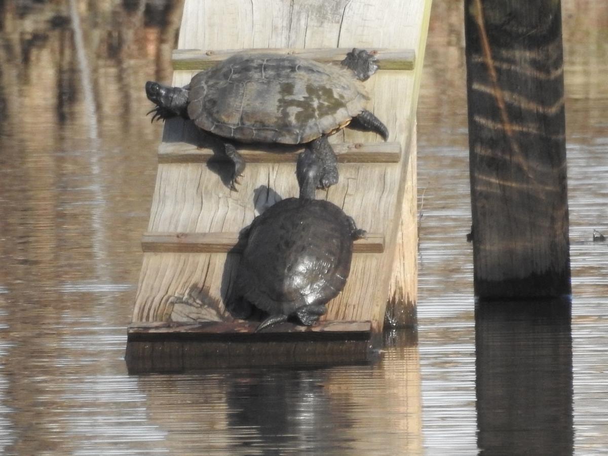 Nature Note What Do Turtles Do In Winter Latest News