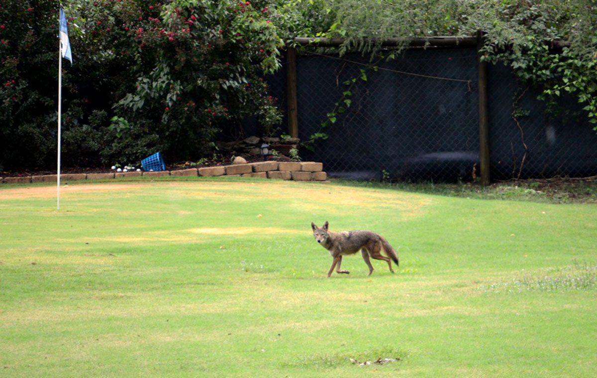 Coyotes creeping closer to downtown Tulsa areas | Latest Headlines