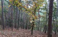 Beavers Bend State Park
