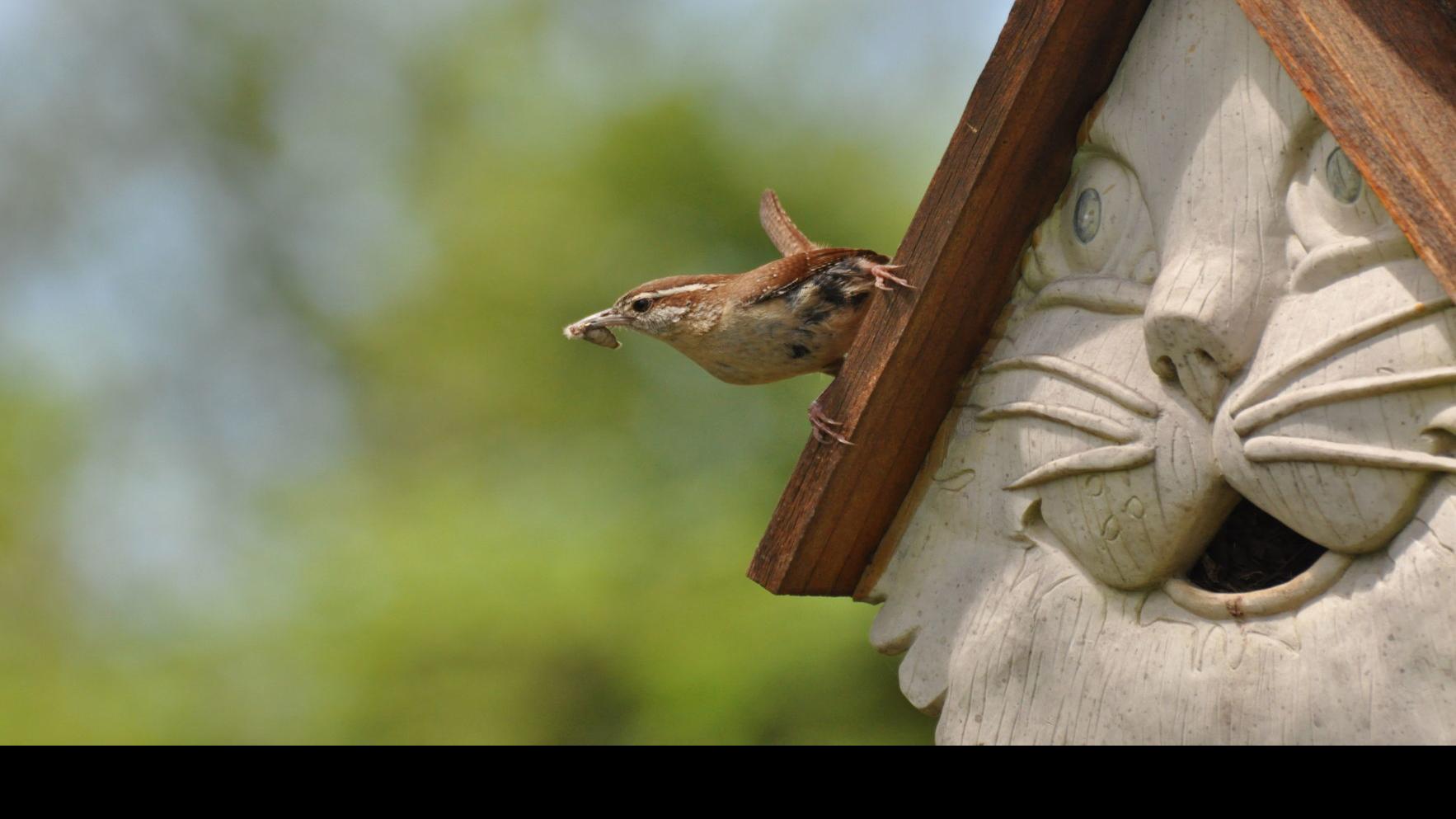 Nature Note The Carolina Wren Is A Charming Bird News Tulsaworld Com