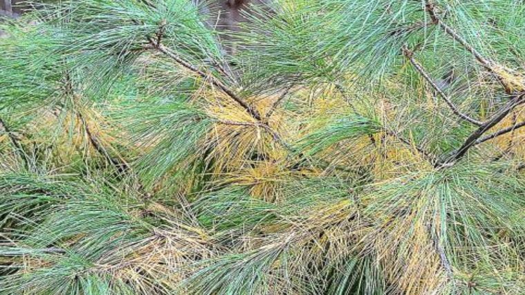 Master Gardeners Brown Needles On Pine Trees Have Many Causes Home Garden Tulsaworld Com
