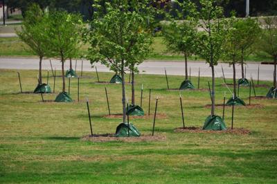 Broken Arrow Will Celebrate Arbor Day By Planting Trees Home