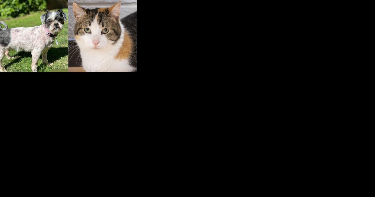 Pawsitively adorable: Meet 42 adoptable dogs and cats looking for love in the Tulsa area - Vimarsana News