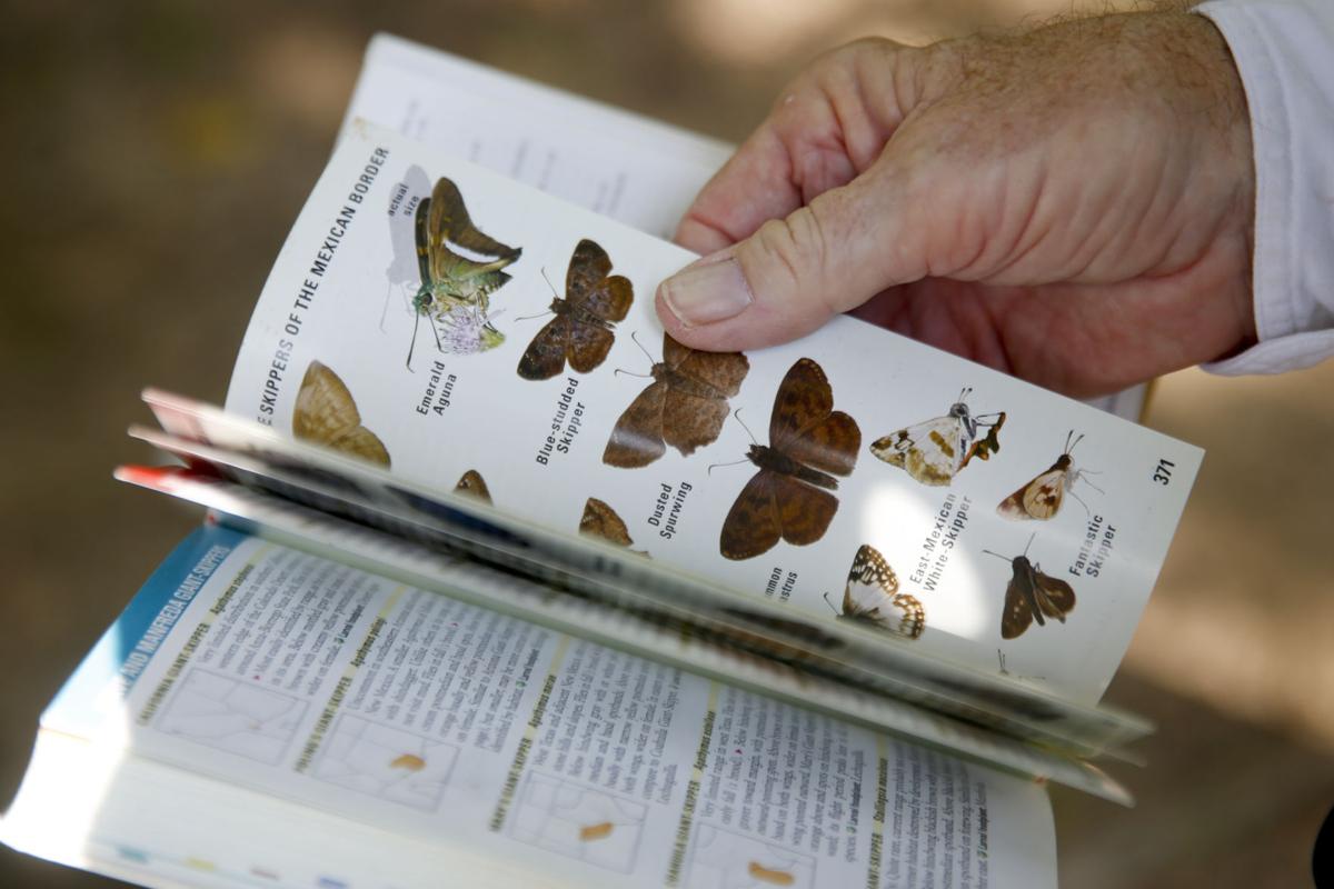 Butterflies bouncing back from tough weather years Metro & Region