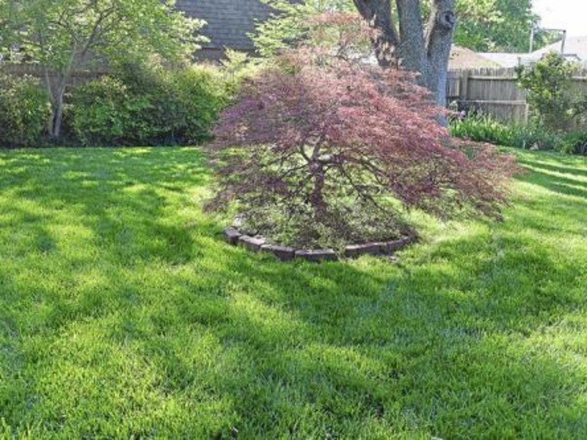Master Gardener Find The Best Grass To Grow In Shaded Areas Home Garden Tulsaworld Com