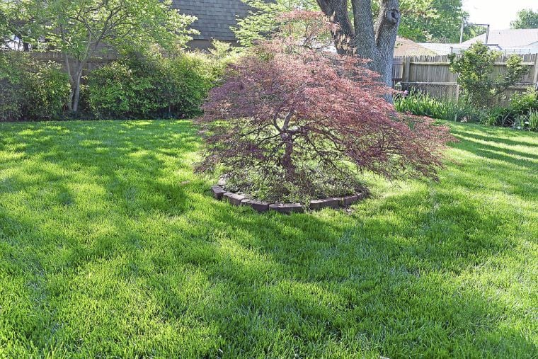 Master Gardener Find the best grass to grow in shaded areas Home