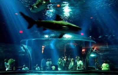 aquarium atop tour list local