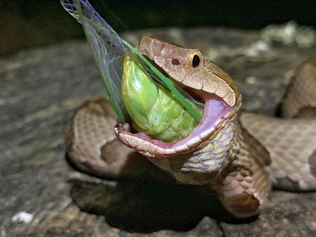 The Story Behind The Photos A Copperhead Vs A Cicada Local News Tulsaworld Com