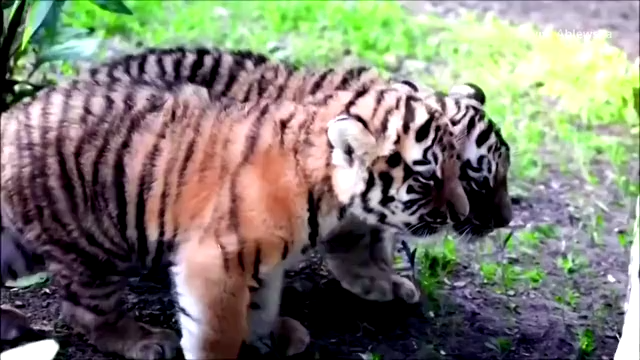 Polish zoo unveils rare Siberian tiger cubs