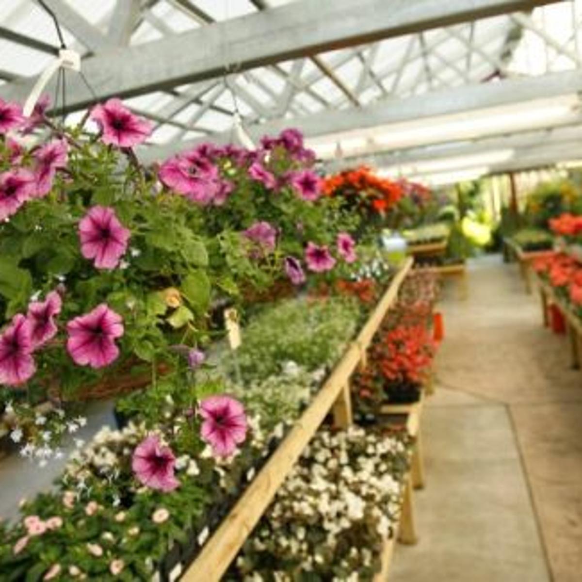 5 To Find Nurseries That Can Help You Find Your Green Thumb