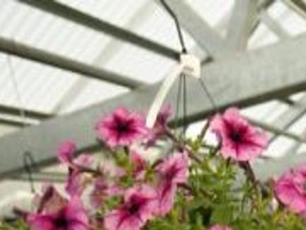 5 To Find Nurseries That Can Help You Find Your Green Thumb Archive Tulsaworld Com