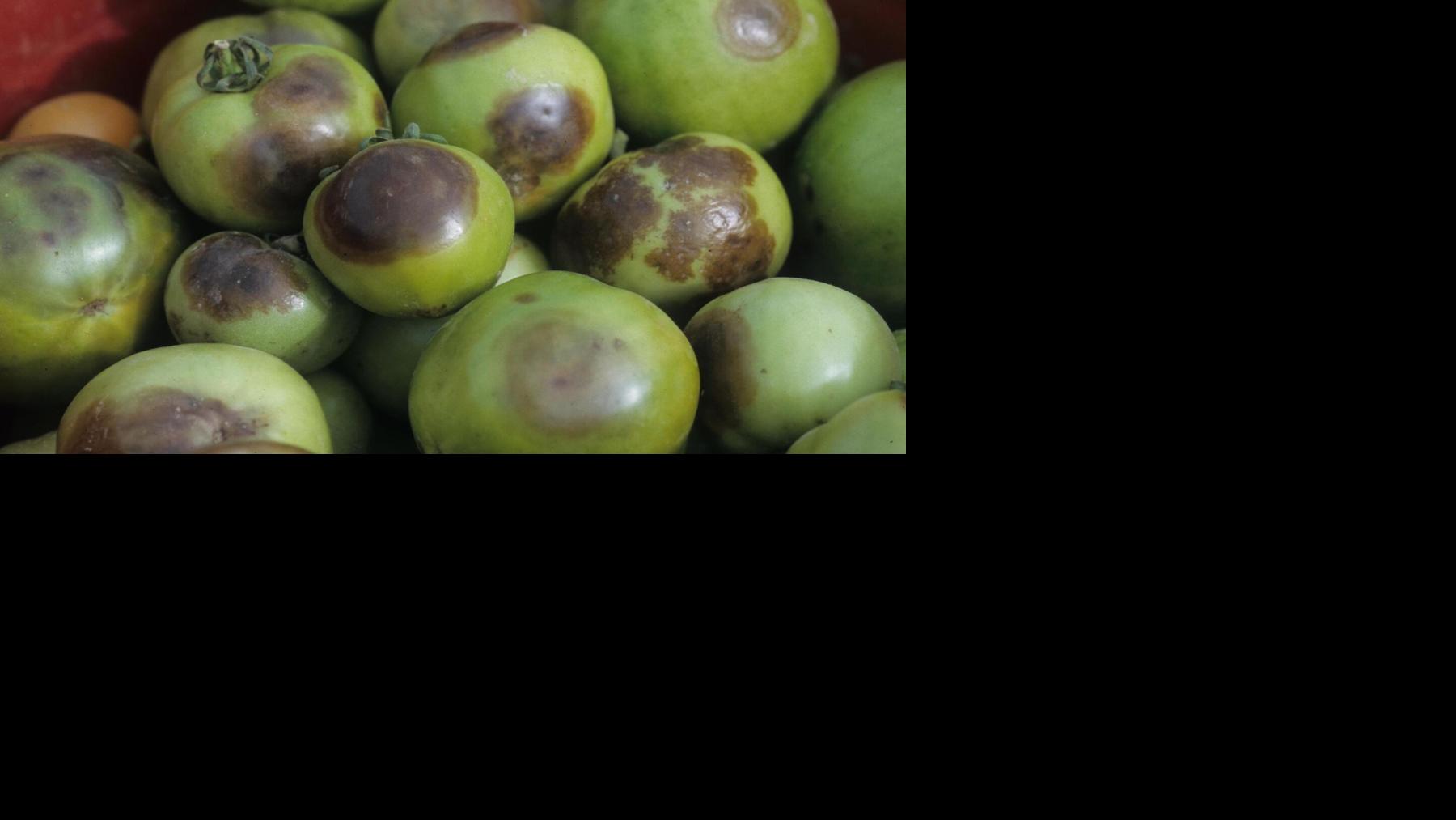 Master Gardener: Troubleshooting tomato plant woes | House & Garden