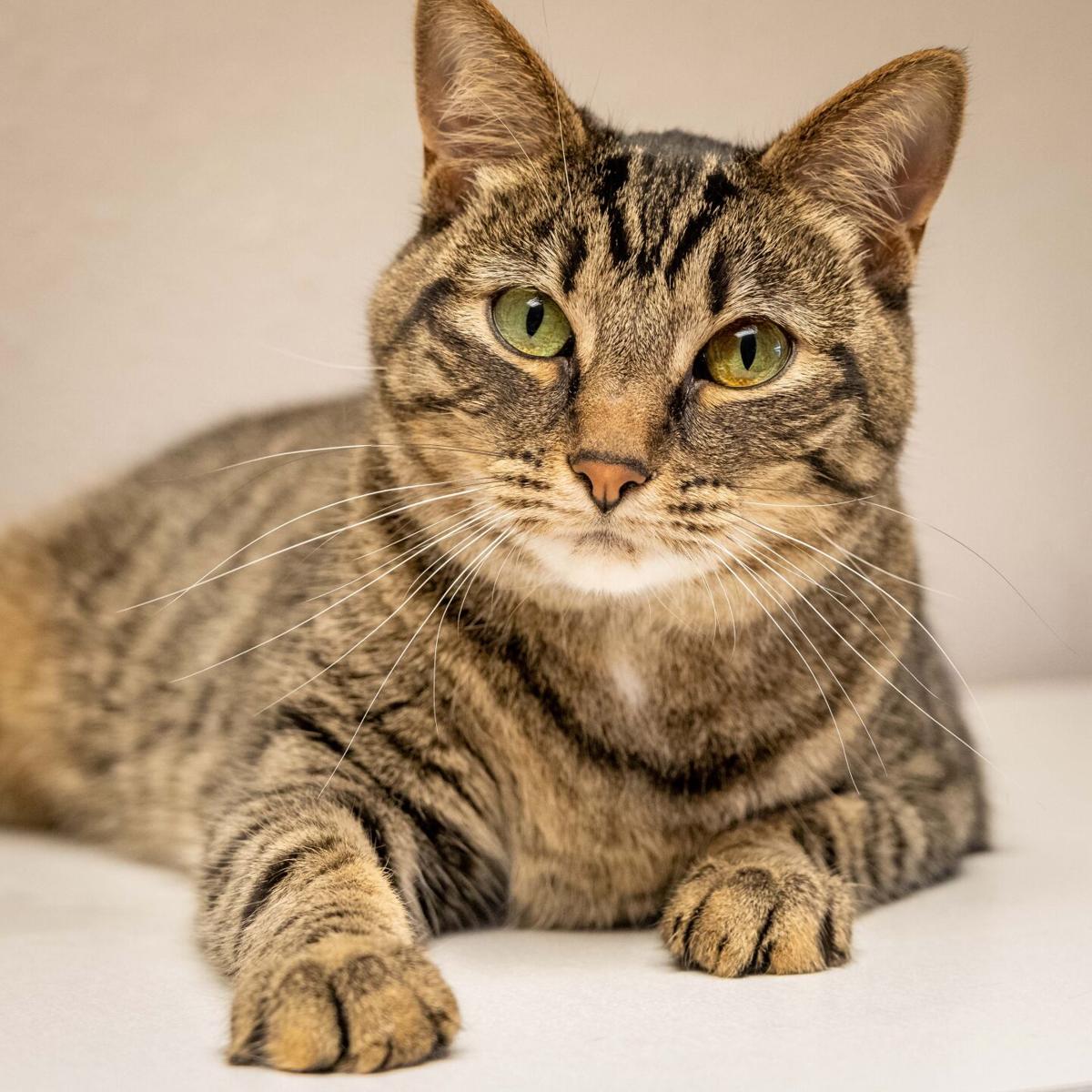 Saudi Arabia Attempts To Post Bond For Tulsa Uber Driver Accused Of Murdering Passenger Crime News Tulsaworld Com