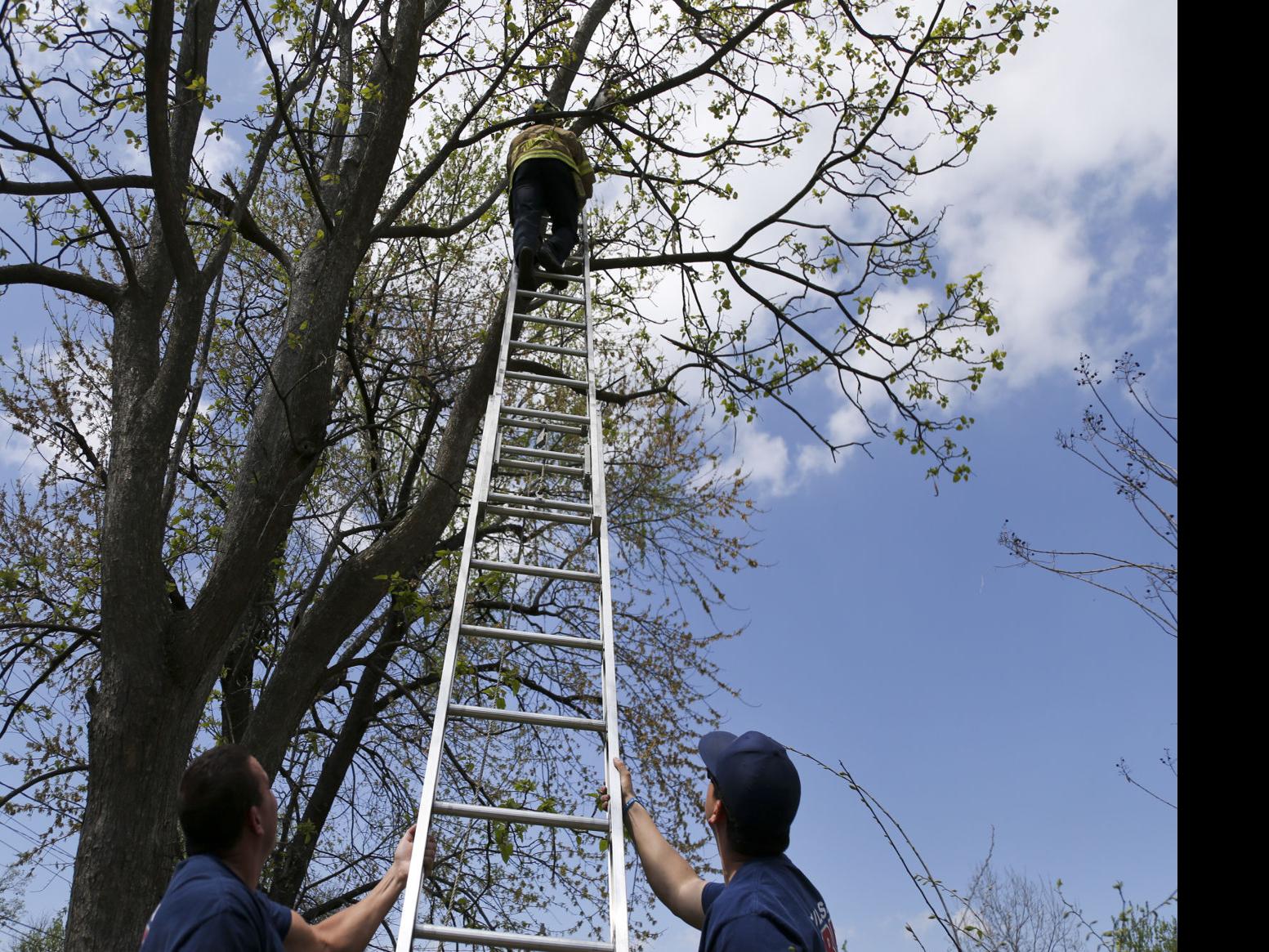 When Tulsa Firefighters Couldn T Coax Sofia The Cat Out Of A Tree