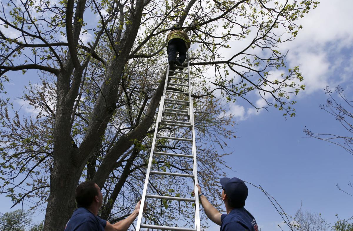 When Tulsa Firefighters Couldn T Coax Sofia The Cat Out Of A Tree The Feline S Owner Paid A Neighbor 50 To Get Creative Local News Tulsaworld Com