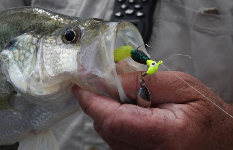 Kelly Bostian: White bass may surprise you, like an odd bait that